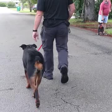 Dog training in front of real world distractions is a game changer!