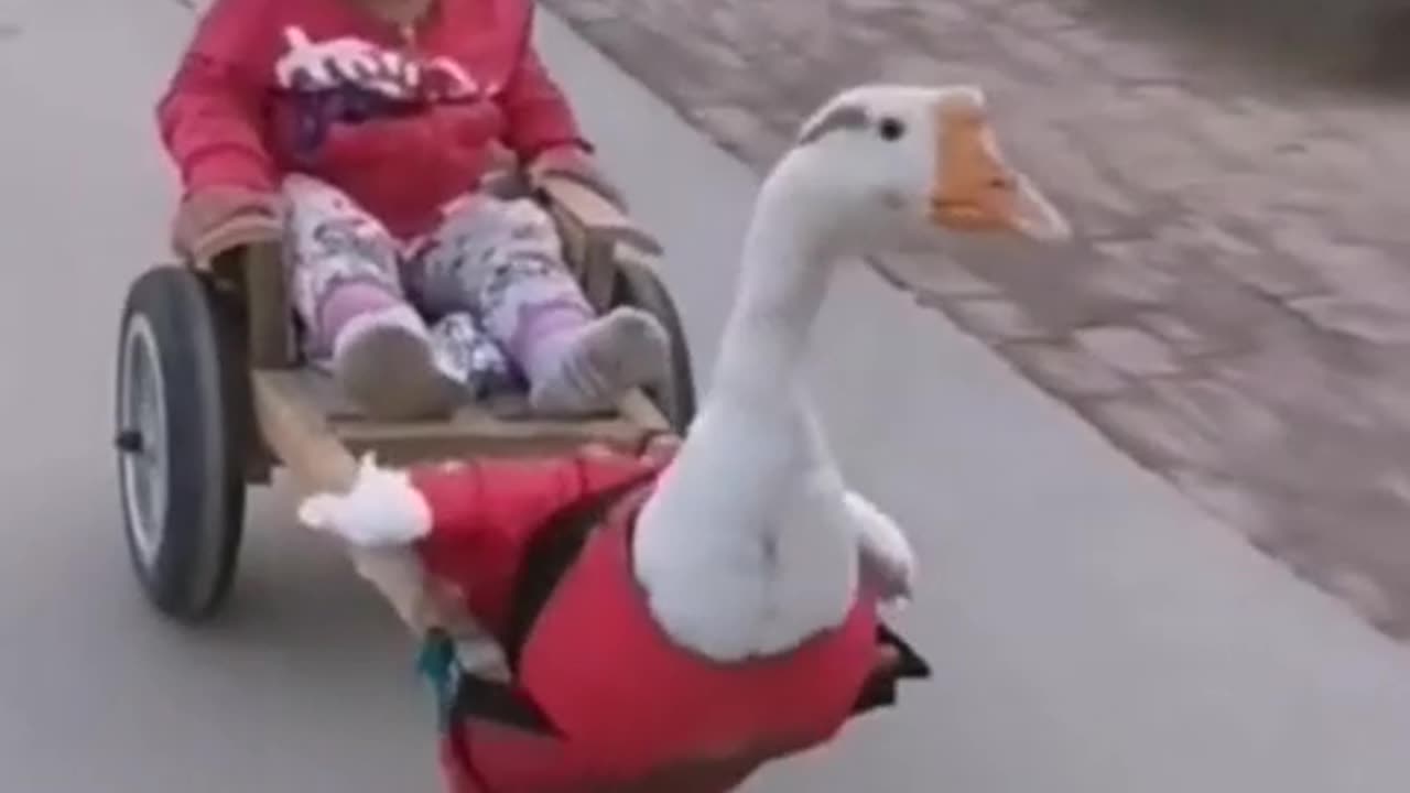 Cute baby duck viral funny video