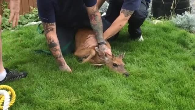 Volunteer Firefighters Save Deer in Backyard on Father's Day