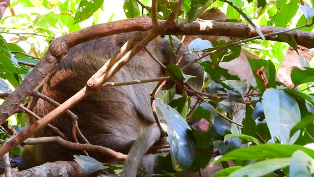 OMG! Little Baby Monkey Screaming Scare