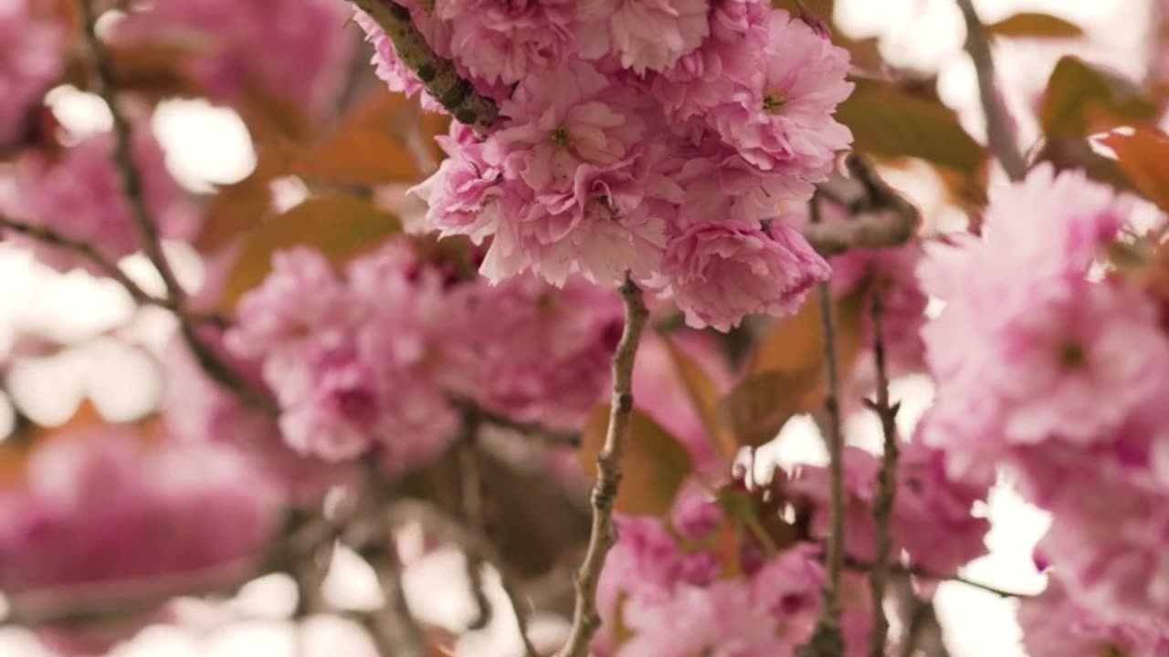 Bird Sounds for Sleeping - Nature Videos - Visual Asmr - Sounds for Stress Relief