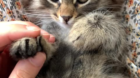 Kitten Loves Foot Rubs