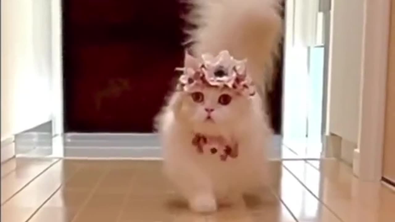 Cute cat