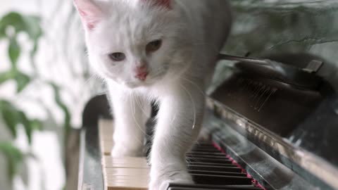 funny animal video cat on piano