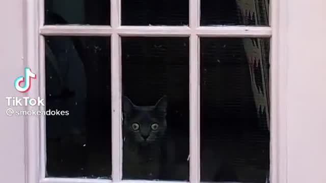 Alwayswatching