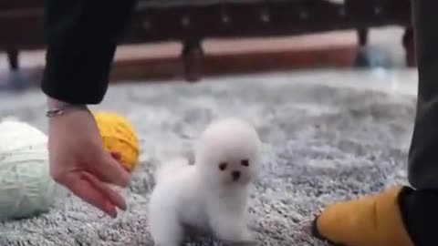 Smallest dogs in the World