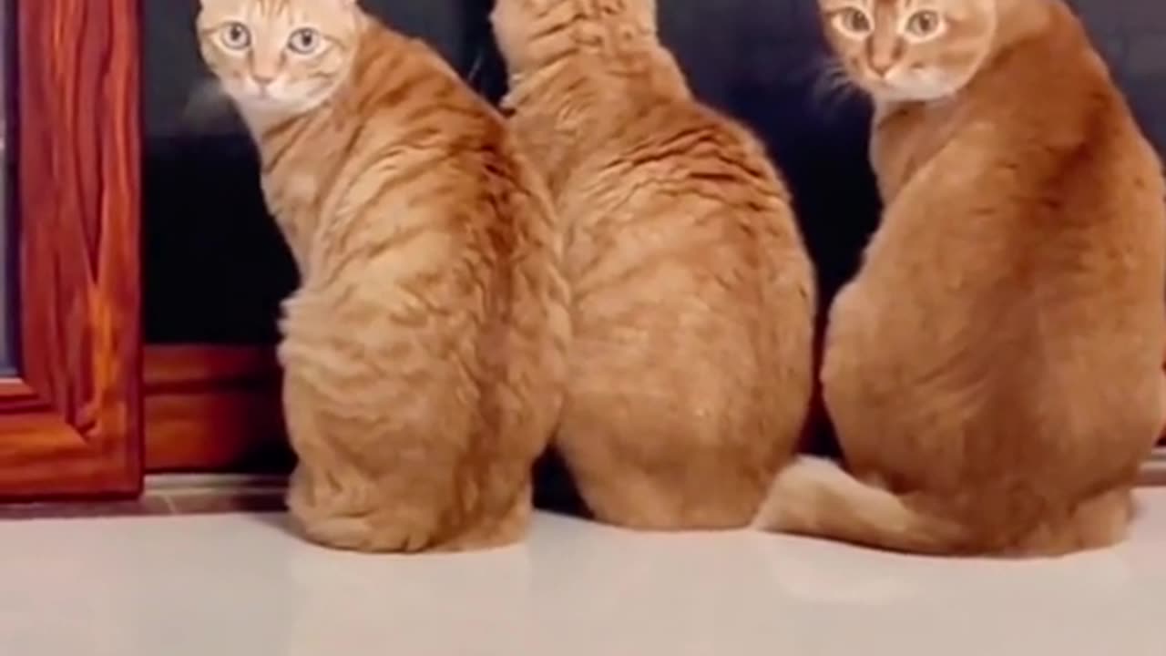 The cat on the fight is like an old friend of mine.