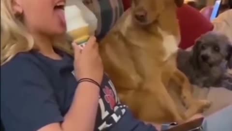 Cat and dog funny clips