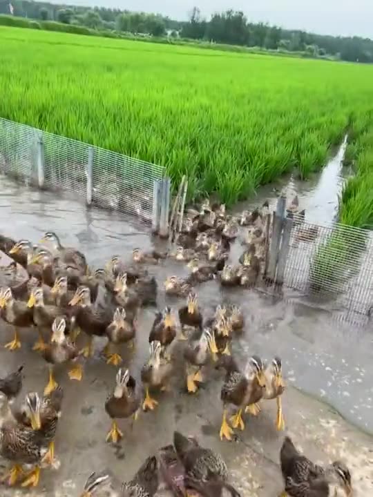 Rice field full of Ducks