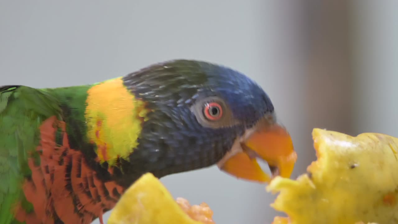 Colorful parrot