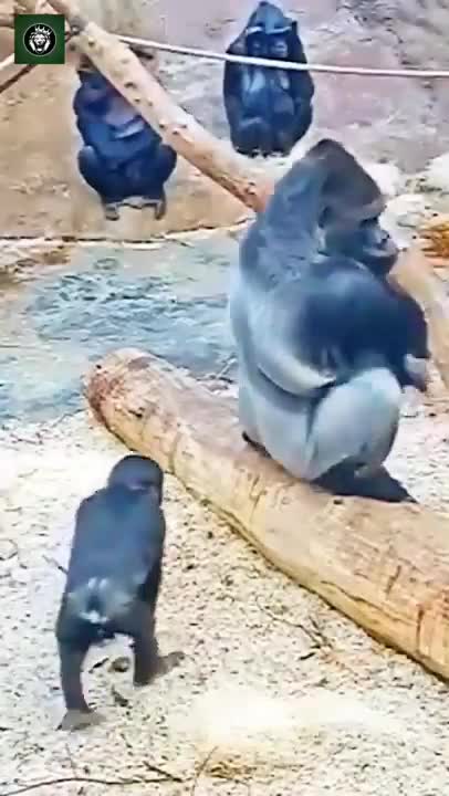 Baby gorilla touches grumpy father's butt