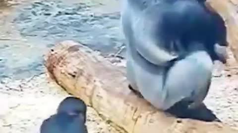 Baby gorilla touches grumpy father's butt
