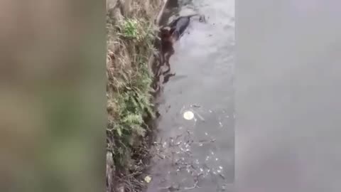 Funny animal's