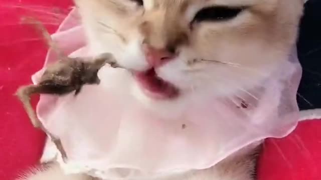 OMG So Cute Cats ♥ Best Funny Cat ❤️🐈Videos 2021 #shorts