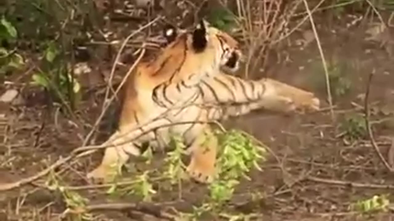 Falling of the big cat