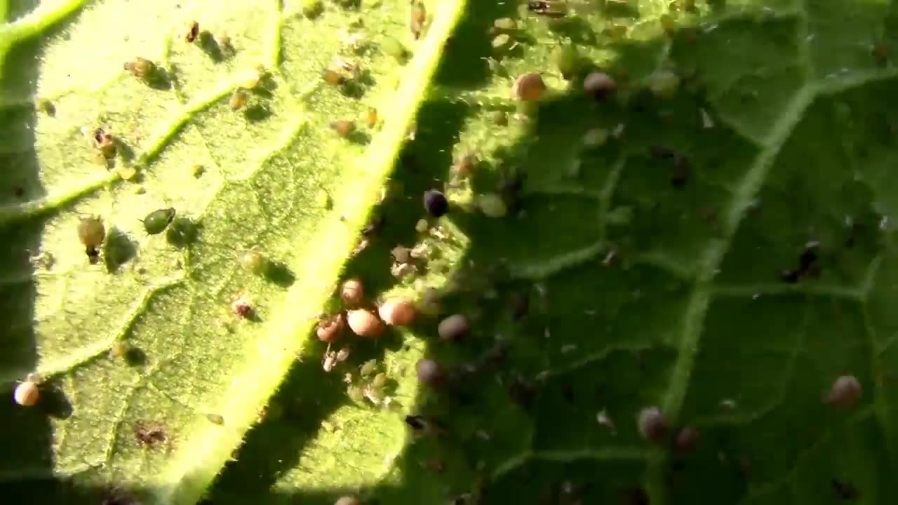 Natural Aphid Control - Ladybugs and Parasitic Wasps Love Them