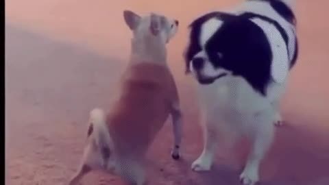 Crazy Dog Dance Never See Before