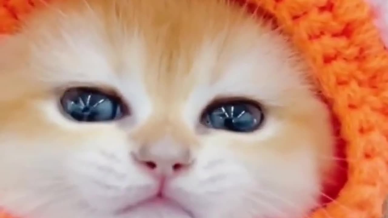 kitten meowing #kitten #meowing