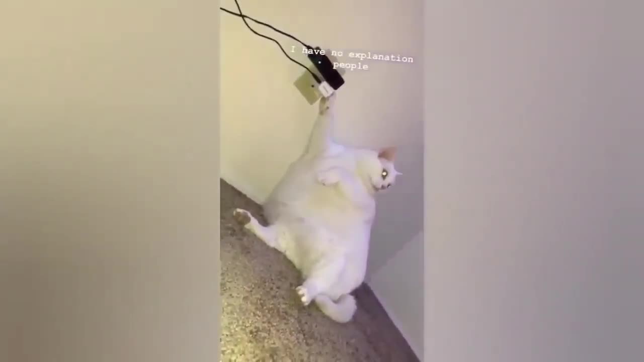 HOUR FUNNY CATS COMPILATION 2022😂_ Funny and Cute Cat Videos😸 ! - 144