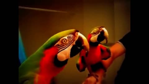 Talking Parrot - Funny Clip - Love to Watch