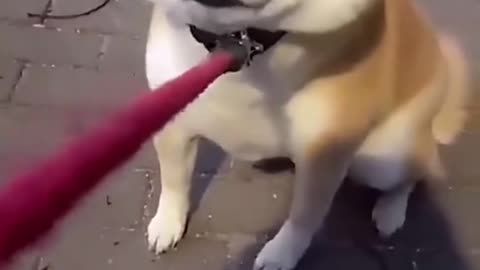 柴柴：打死都不陪女人逛街！(｀･ω･´)
