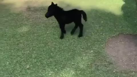 Funny and Cute Horses That Will Change Your Mood For Good