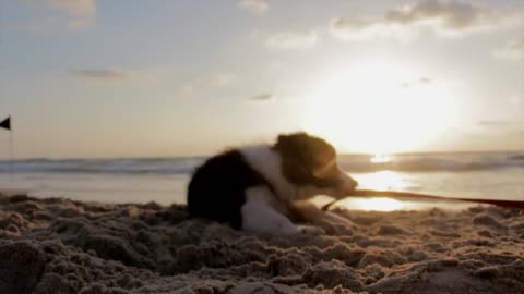 Puppy walking with me at the sea