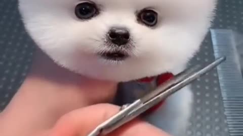 Cute and funny dog.