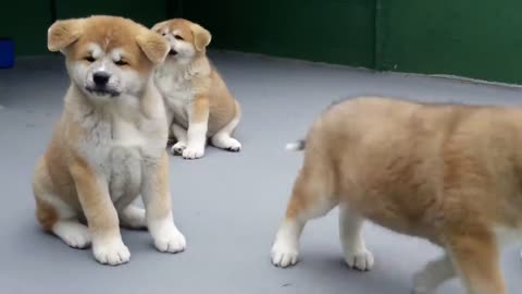 FILHOTES DE AKITA INU