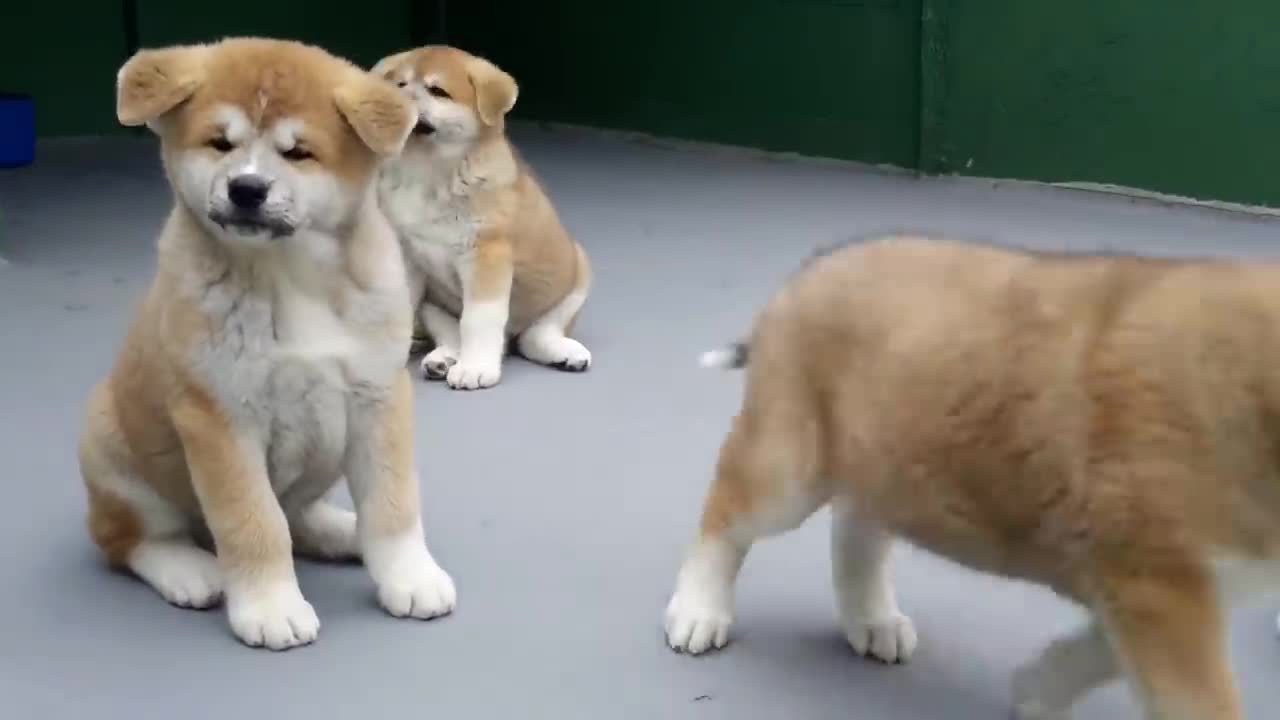 FILHOTES DE AKITA INU