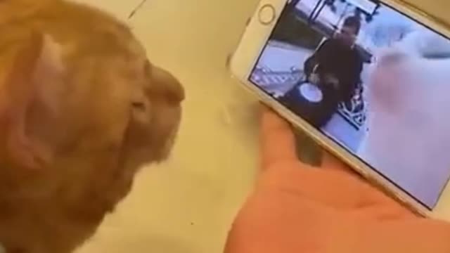 The Cute Cat Dancing With Similar Mobile Friends