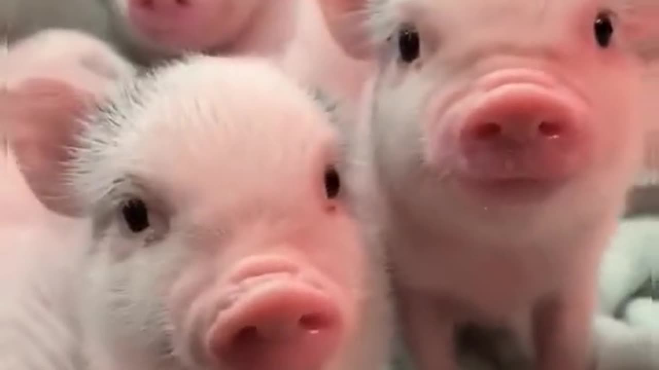 Cute Pigs Found in Backyard