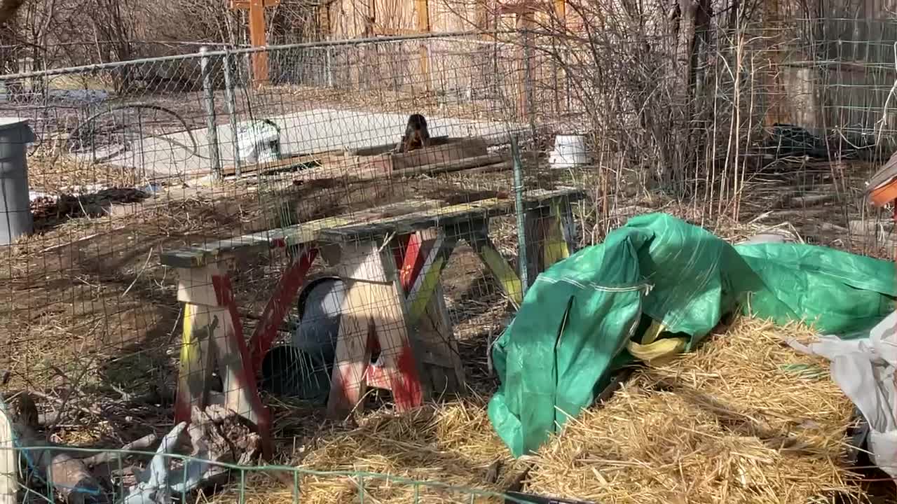 YORKIE BURIES HIS GREENIE