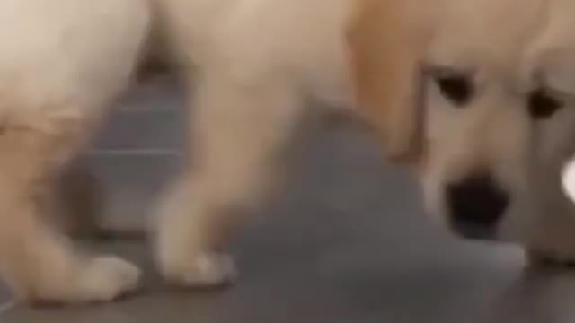 DOG PLAYING HIS TOY