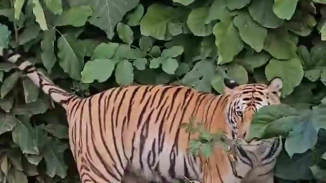 Suddenly meet Bengal Tiger