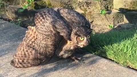 Injured owl vs cat