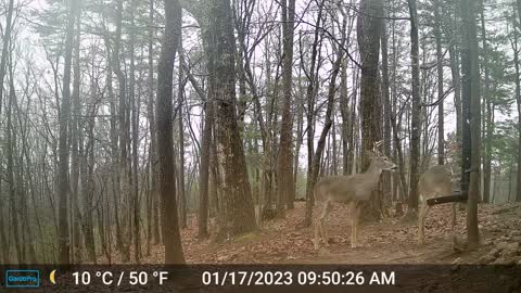 The Woods – 01/18/2023