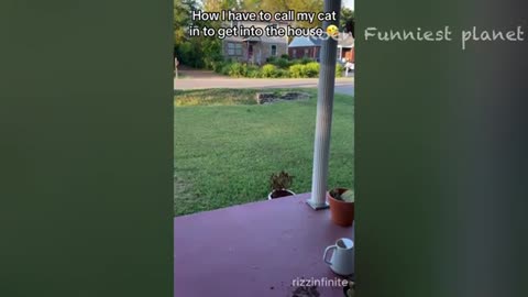 Animal videos