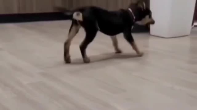 Puppy bounce