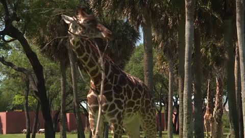 Giraffes on Mother's Day | Disney's Animal Kingdom Lodge