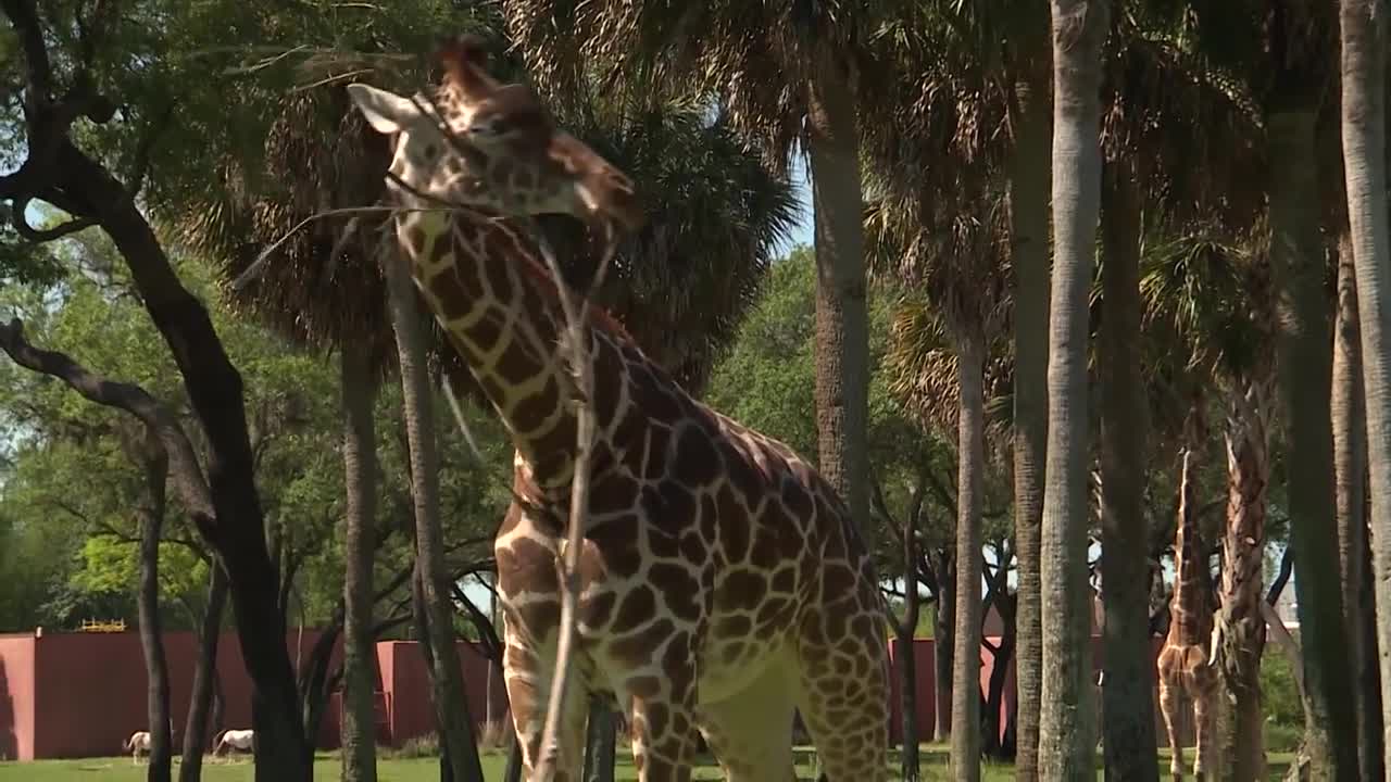 Giraffes on Mother's Day | Disney's Animal Kingdom Lodge