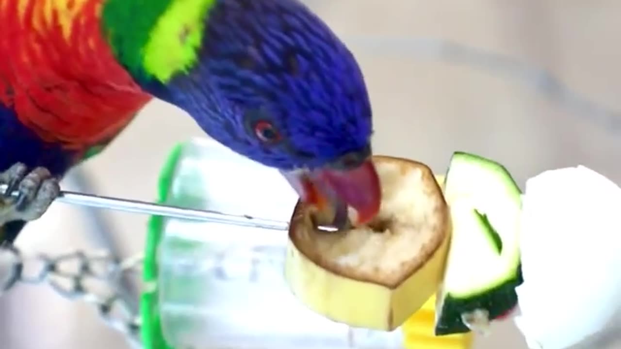 Slo-mo Lory Snacktime! 🍌🦜whai is your birds name