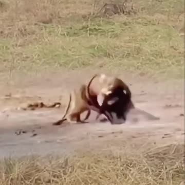 Lion and sword sheep fighting . Animal fighting power competition between.