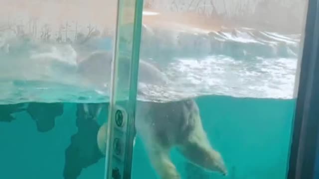 Pet polar bear is capable of # swimming