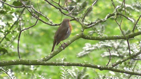 Watch this Bird singing