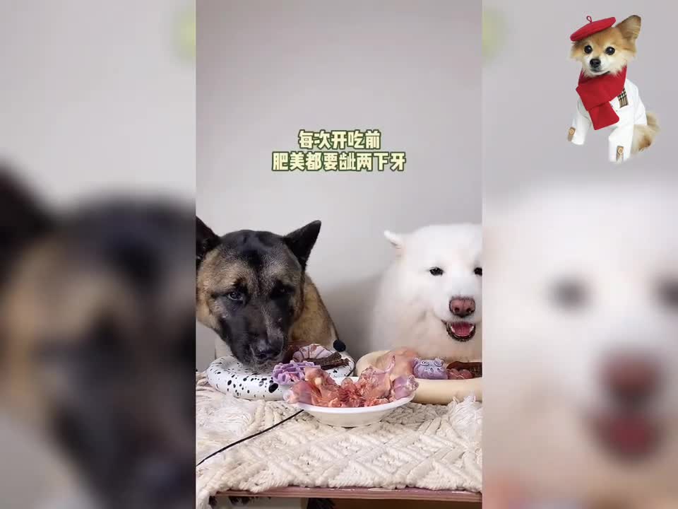 ASMR Dog Reviewing Different Types of Food - Cute dogs eating @@@