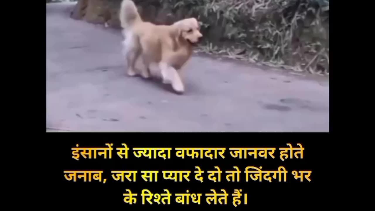 The Dog Story 🐕