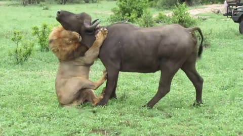 lion attack