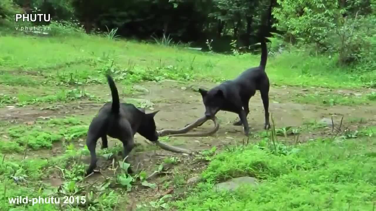 Two dog vs one snake..AMAZING