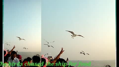 Birds chased ship for food